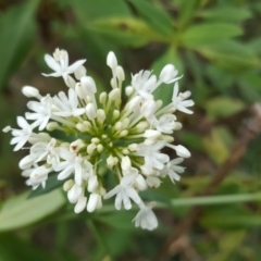 Centranthus ruber at Jerrabomberra, ACT - 12 May 2017