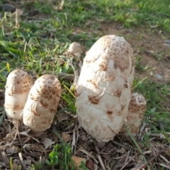 Coprinus comatus (Shaggy Ink Cap) at Jerrabomberra, ACT - 12 May 2017 by Mike