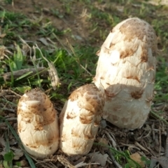 Coprinus comatus at Jerrabomberra, ACT - 12 May 2017