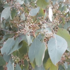 Eucalyptus polyanthemos (Red Box) at Mount Mugga Mugga - 12 May 2017 by Mike