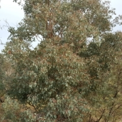 Eucalyptus polyanthemos at Mount Mugga Mugga - 12 May 2017
