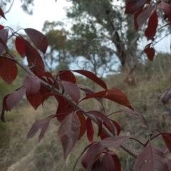 Prunus spinosa (Blackthorn, Sloe) at O'Malley, ACT - 12 May 2017 by Mike