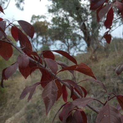 Prunus spinosa (Blackthorn, Sloe) at O'Malley, ACT - 12 May 2017 by Mike