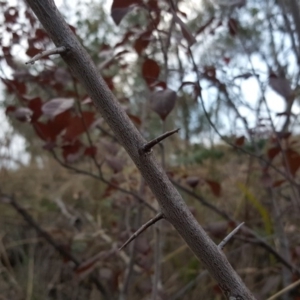 Prunus spinosa at O'Malley, ACT - 12 May 2017 04:54 PM