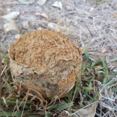 Pisolithus marmoratus (Horse Dung Fungus) at O'Malley, ACT - 12 May 2017 by Mike