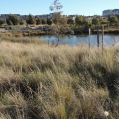 Poa labillardierei (Common Tussock Grass, River Tussock Grass) at Coombs, ACT - 7 May 2017 by MichaelBedingfield