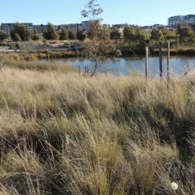 Poa labillardierei (Common Tussock Grass, River Tussock Grass) at Coombs Ponds - 7 May 2017 by michaelb