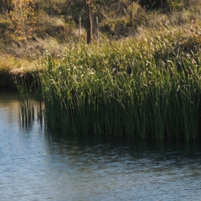 Typha sp. (Cumbungi) at Coombs Ponds - 7 May 2017 by michaelb