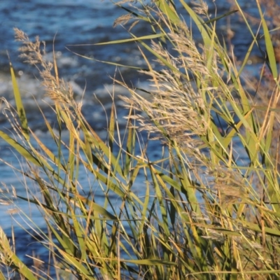 Phragmites australis (Common Reed) at Coombs, ACT - 7 May 2017 by michaelb