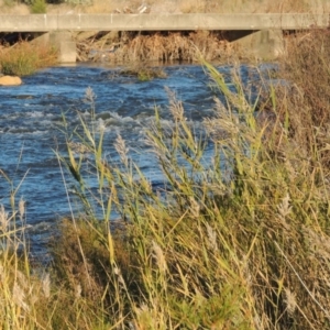 Phragmites australis at Molonglo River Reserve - 7 May 2017