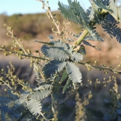 Acacia baileyana (Cootamundra Wattle, Golden Mimosa) at Coombs, ACT - 7 May 2017 by michaelb