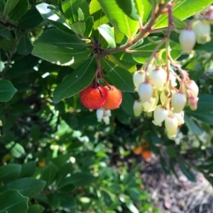 Arbutus unedo at Stromlo, ACT - 12 May 2017 11:28 PM