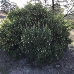 Arbutus unedo at Stromlo, ACT - 12 May 2017 11:28 PM