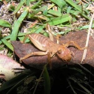 Gryllacrididae (family) at Rendezvous Creek, ACT - 5 May 2017