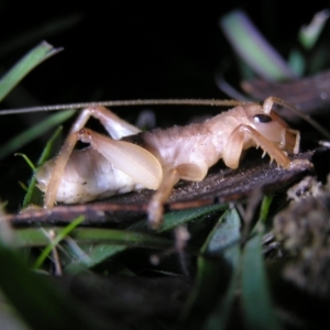 Gryllacrididae (family) at Rendezvous Creek, ACT - 5 May 2017