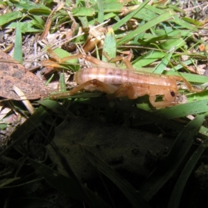 Gryllacrididae (family) at Rendezvous Creek, ACT - 5 May 2017