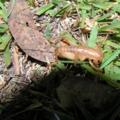 Gryllacrididae (family) at Rendezvous Creek, ACT - 5 May 2017