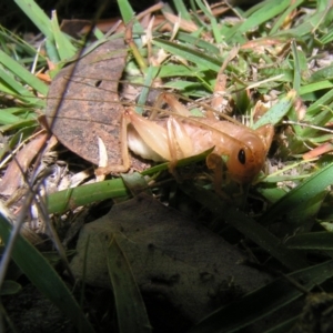 Gryllacrididae (family) at Rendezvous Creek, ACT - 5 May 2017