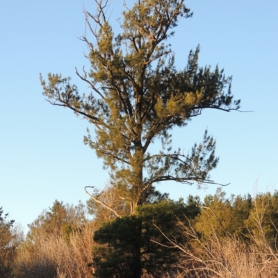 Casuarina cunninghamiana subsp. cunninghamiana (River She-Oak, River Oak) at Coombs, ACT - 7 May 2017 by MichaelBedingfield