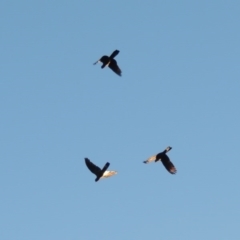 Zanda funerea (Yellow-tailed Black-Cockatoo) at Molonglo River Reserve - 7 May 2017 by michaelb