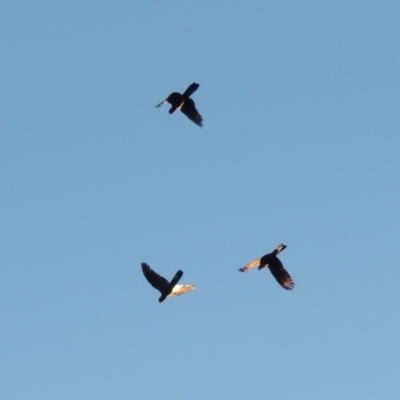 Zanda funerea (Yellow-tailed Black-Cockatoo) at Molonglo River Reserve - 7 May 2017 by michaelb