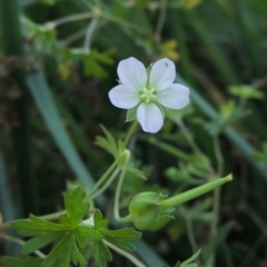 Geranium sp. Pleated sepals (D.E.Albrecht 4707) Vic. Herbarium (Naked Crane's-bill) at Molonglo River Reserve - 7 May 2017 by MichaelBedingfield