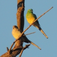 Psephotus haematonotus (Red-rumped Parrot) at Molonglo River Reserve - 7 May 2017 by michaelb