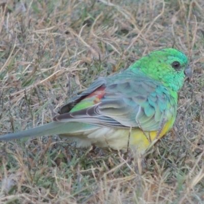 Psephotus haematonotus (Red-rumped Parrot) at Greenway, ACT - 11 Mar 2015 by MichaelBedingfield