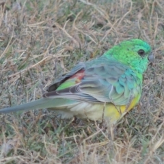 Psephotus haematonotus (Red-rumped Parrot) at Greenway, ACT - 11 Mar 2015 by michaelb