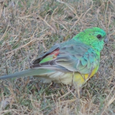 Psephotus haematonotus (Red-rumped Parrot) at Pine Island to Point Hut - 11 Mar 2015 by michaelb
