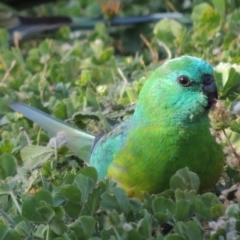 Psephotus haematonotus (Red-rumped Parrot) at Gordon, ACT - 22 Oct 2014 by MichaelBedingfield