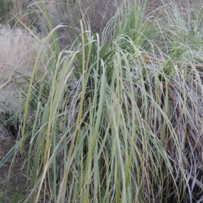 Cortaderia selloana (Pampas Grass) at Coombs, ACT - 7 May 2017 by MichaelBedingfield