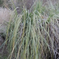 Cortaderia selloana (Pampas Grass) at Coombs, ACT - 7 May 2017 by michaelb