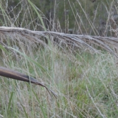 Cortaderia selloana at Molonglo River Reserve - 7 May 2017