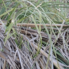 Cortaderia selloana at Molonglo River Reserve - 7 May 2017