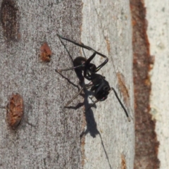 Myrmarachne sp. (genus) (Unidentified Ant-mimic jumping spider) at Black Mountain - 5 May 2017 by David