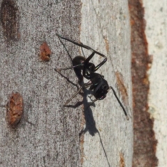 Myrmarachne (genus) (Unidentified Ant-mimic jumping spider) at Canberra Central, ACT - 6 May 2017 by David