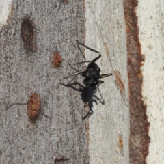 Myrmarachne sp. (genus) at Canberra Central, ACT - 6 May 2017