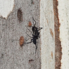 Myrmarachne sp. (genus) at Canberra Central, ACT - 6 May 2017