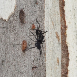 Myrmarachne sp. (genus) at Canberra Central, ACT - 6 May 2017