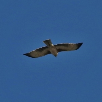 Hieraaetus morphnoides (Little Eagle) by JohnBundock