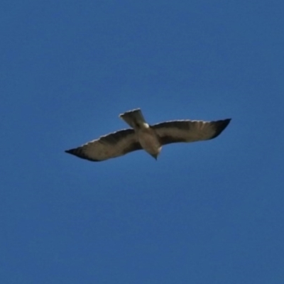 Hieraaetus morphnoides (Little Eagle) at Fyshwick, ACT - 13 May 2017 by JohnBundock