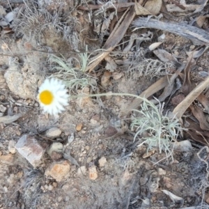 Leucochrysum albicans subsp. tricolor at Farrer, ACT - 13 May 2017