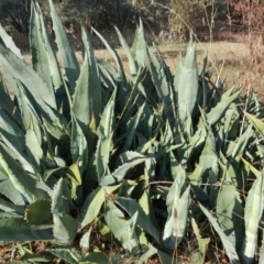 Agave americana (Century Plant) at Farrer, ACT - 13 May 2017 by Mike