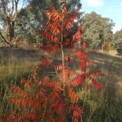 Pistacia chinensis (Chinese Pistachio) at Farrer Ridge - 13 May 2017 by Mike