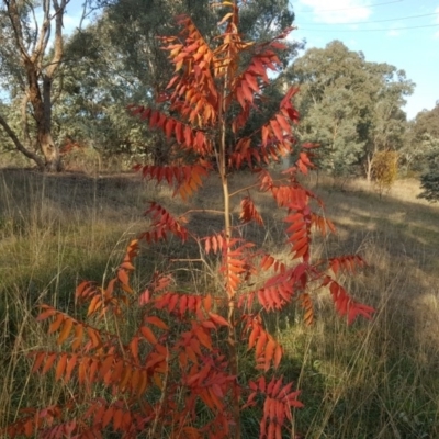 Pistacia chinensis (Chinese Pistachio) at Farrer, ACT - 13 May 2017 by Mike