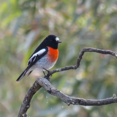 Petroica boodang (Scarlet Robin) at Gungahlin, ACT - 12 May 2017 by CedricBear