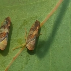 Brunotartessus fulvus (Yellow-headed Leafhopper) at Farrer, ACT - 13 May 2017 by Mike