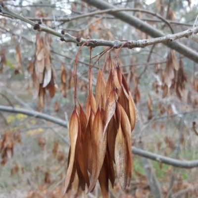 Fraxinus sp. (An Ash) at Isaacs Ridge - 13 May 2017 by Mike