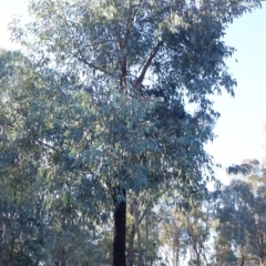 Eucalyptus sideroxylon (Mugga Ironbark) at Hughes Garran Woodland - 31 Dec 1979 by ruthkerruish